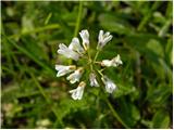 Bistriška planina - Koča na Dobrči